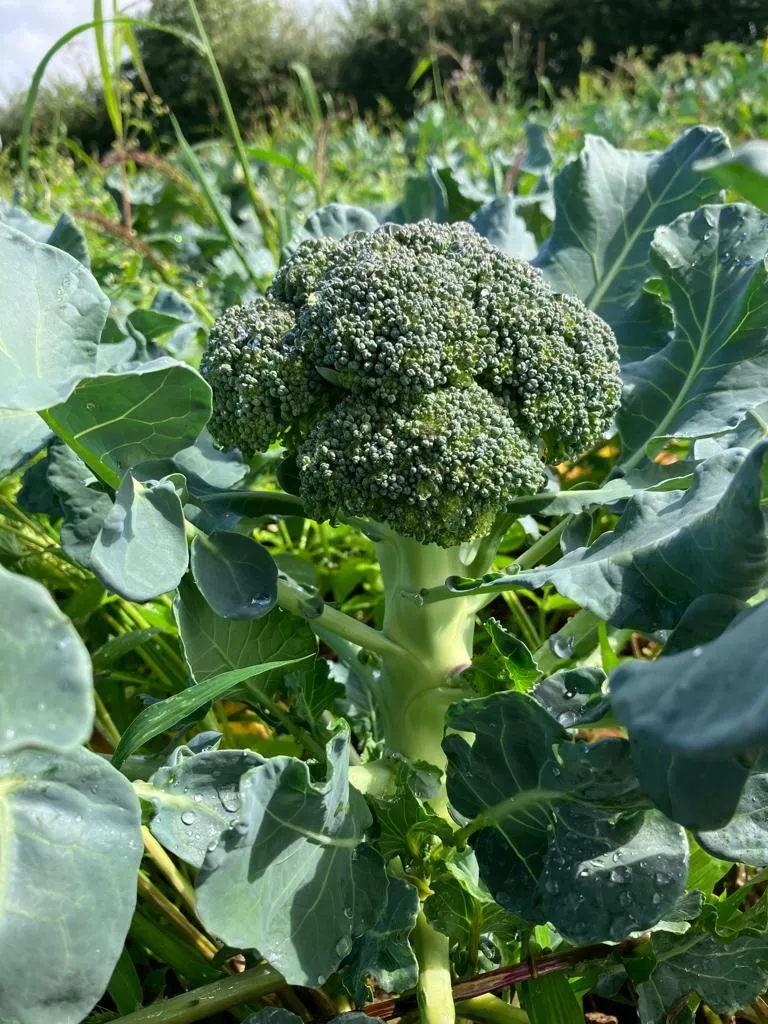 Le brocoli est principalement récolté en fin de saison (septembre-octobre). Il est très riche en vitamine C et K.