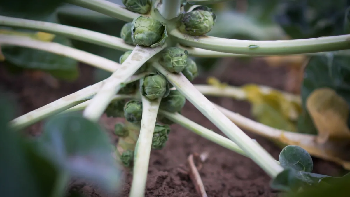 Les choux de Bruxelles font partie des quelques légumes capables de passer tout l'hiver aux champs à l'extérieur. Ils résistent au gel et à la neige. Ils se congèlent et décongèlent en fonction des températures sans s'abimer.