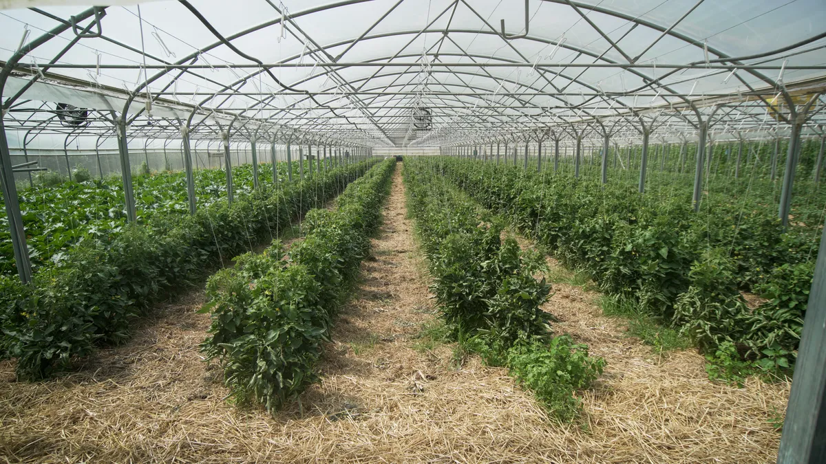Nous cultivons entre 20 et 30 variétés de tomates différentes chaque été. Le paillage permet de garder l'humidité dans la terre, apporter du carbone et prévenir l'enherbement.
