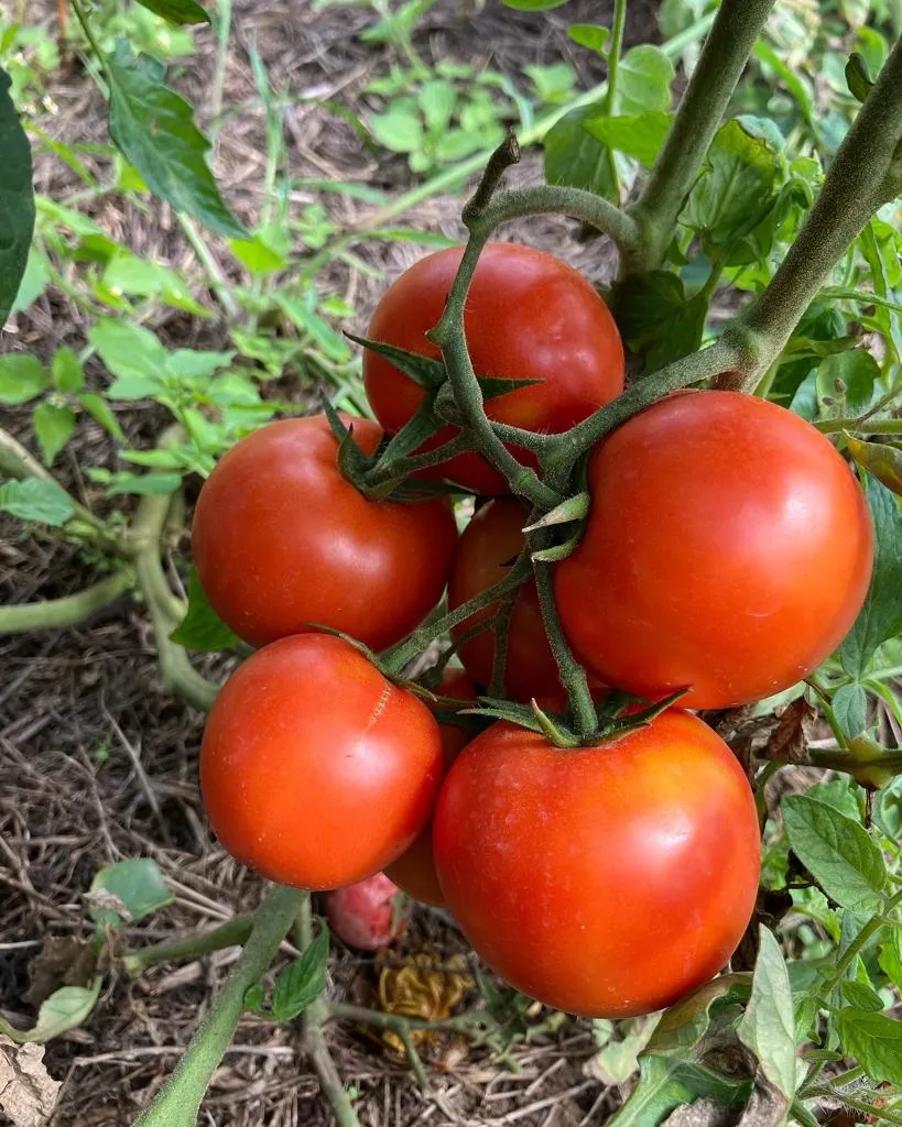 Nous cultivons entre 20 et 30 variétés de tomates différentes chaque été. Nous attendons qu'elles soient bien rouges et mûrissent sur le plant avant de les récolter. Nous en cultivons sous serres et également à l'extérieur. 