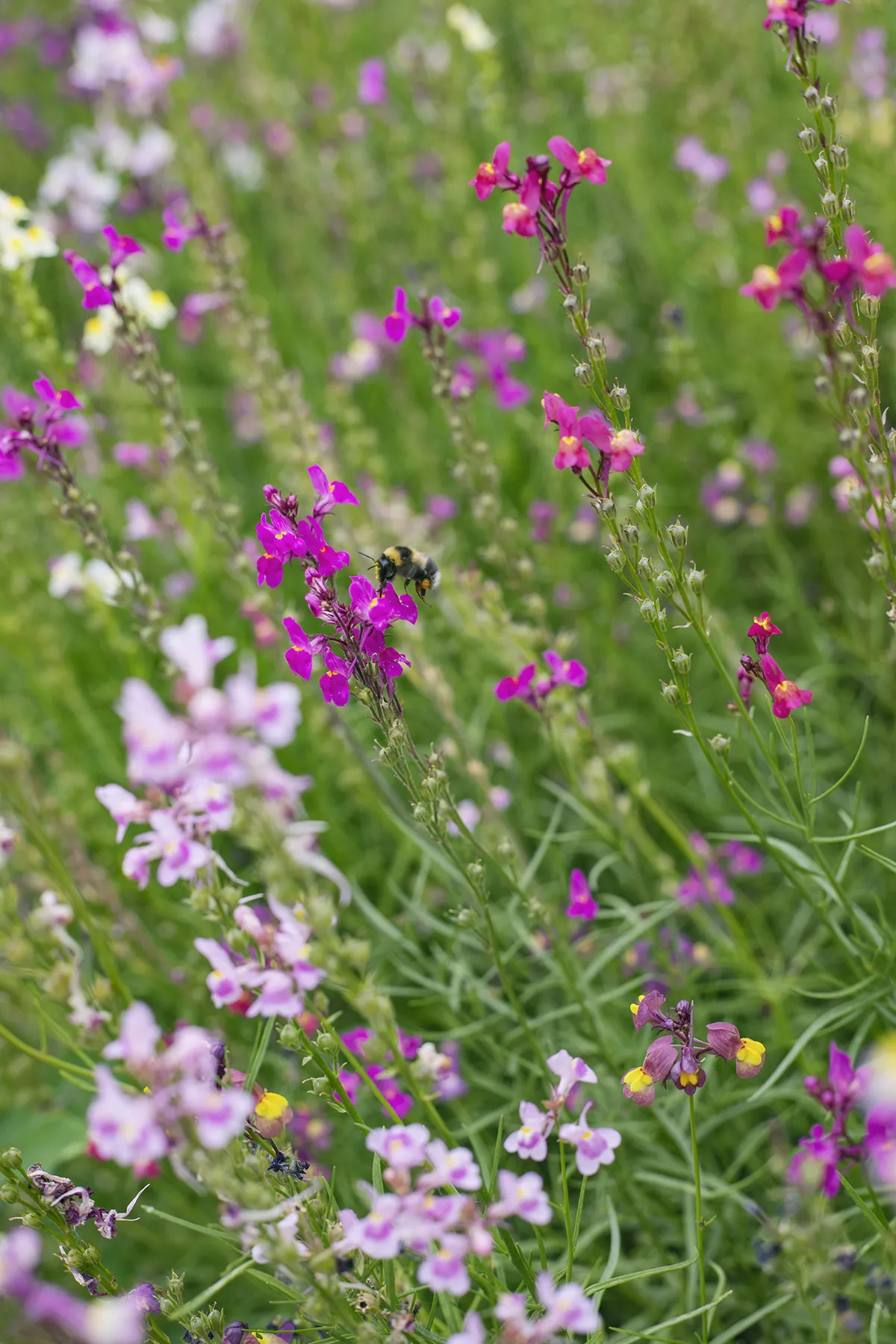 Le paysage et l'amélioration de celui-ci, notamment grâce à l'ajout de fleurs en bordure et dans nos cultures, fait partie intégrante de notre travail quotidien. Les fleurs attirent les insectes pollinisateurs importants pour les cultures. Certaines sont comestibles et ajoutées au mesclun. Nous travaillons également avec des apiculteurs.