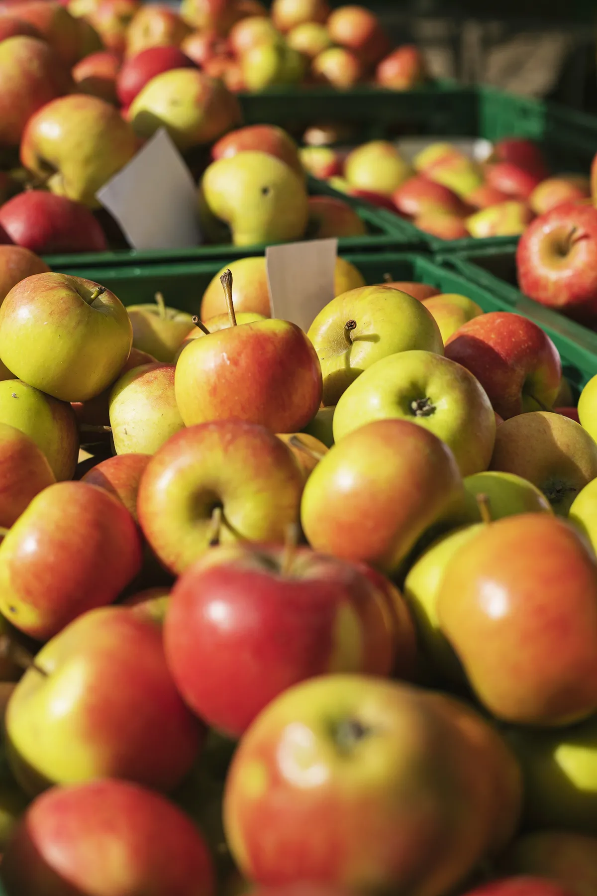 En automne, c'est le festival des pommes belges sur nos étales. Nous aimons en proposer des dizaines différentes. Certaines variétés viennent de France quand nous ne trouvons pas la variété souhaitée en Belgique.