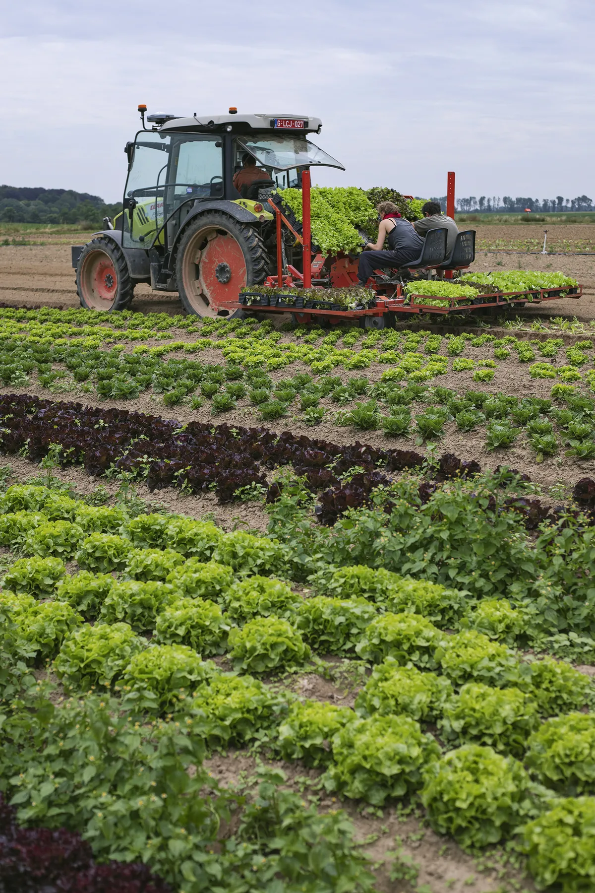La plantation de salades dans les champs extérieurs de la ferme se fait avec l'aide d'un tracteur pour éviter les positions inconfortables pour le dos et les genoux des travailleurs. 