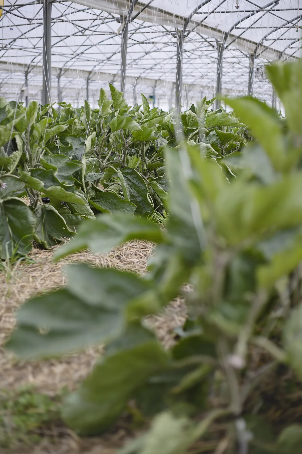 Les aubergines font parties des légumes méditérannéens cultivés en été