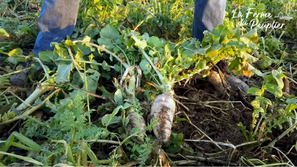 Engrais vert, entre cultures d'oignons et de céleris