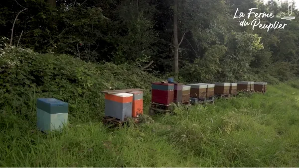 La propolis de Beelgium : Récolte et usages