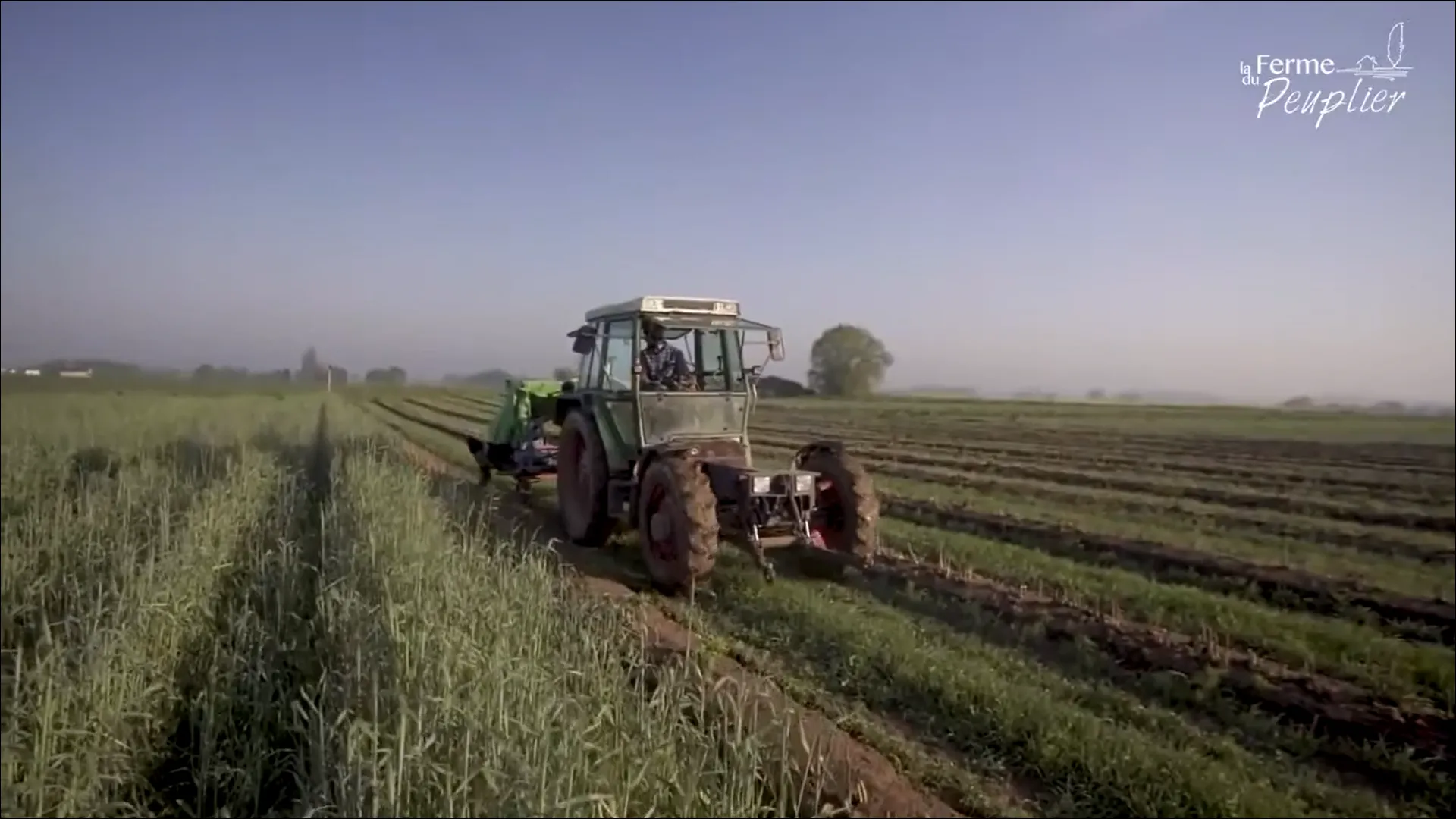 La Ferme du Peuplier - La récolte des asperges