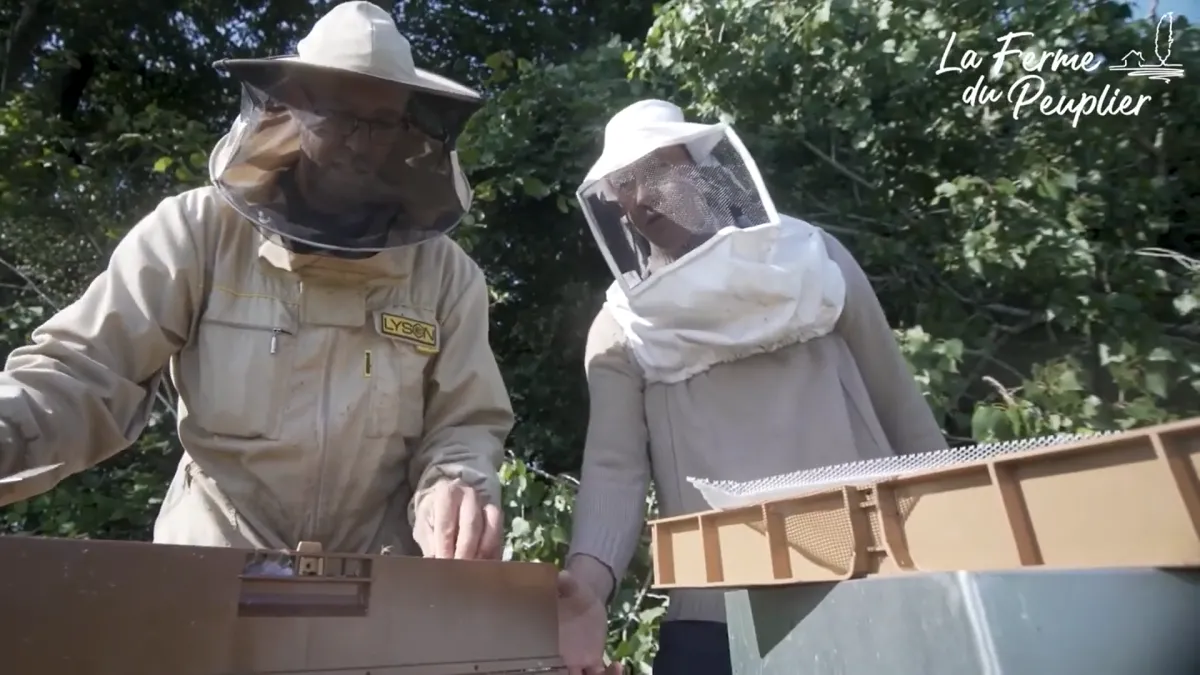 Les abeilles dans une ruche
