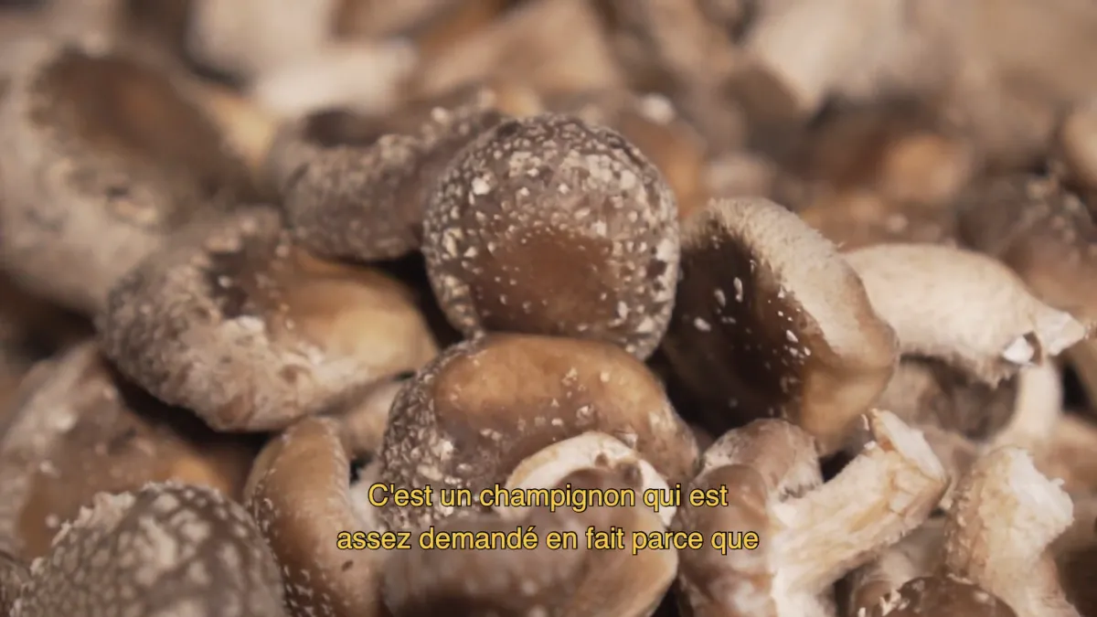Les champignons de la Mycosphère : le shitake