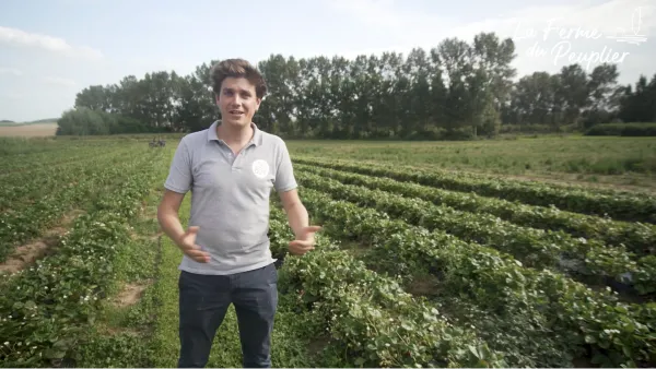 Les fraises bio de C'TOUT BON