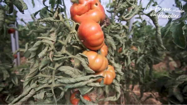 Les tomates et le mildiou